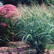 Panicum virgatum 'Dallas Blues'