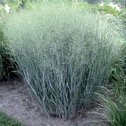 Panicum virgatum 'Heavy Metal'