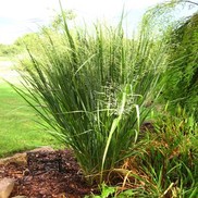 Panicum virgatum 'North Wind'