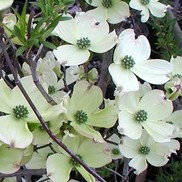 Cornus florida 'Cherokee Princess'