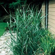 Panicum virgatum 'Prairie Sky'