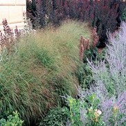 Panicum virgatum 'Rotstrahibusch'