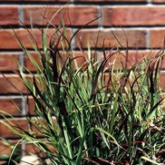 Panicum virgatum 'Shenandoah'