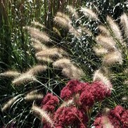 Pennisetum alopecuroides