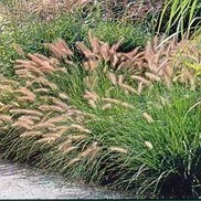 Pennisetum alopecuroides 'Hamelin'