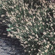 Pennisetum alopecuroides 'Little Bunny'