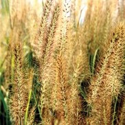 Pennisetum acutiflora 'Moudry'