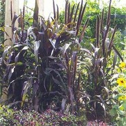 Pennisetum glaucum 'Purple Majesty'