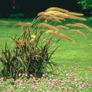 Pennisetum glaucum 'Burgundy Giant'