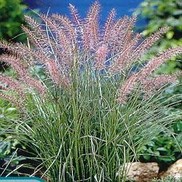 Pennisetum orientale 'Karly Rose'