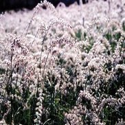 Pennisetum orientale 'Tall Tales'