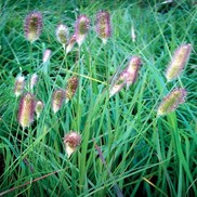 Pennisetum messiacum 'Red Buttons'