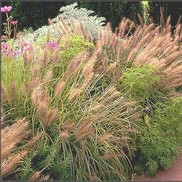 Pennisetum setaceum