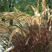 Pennisetum setaceum 'Eaton Canyon'