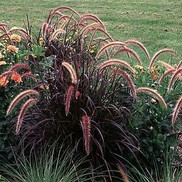 Pennisetum setaceum 'Rubrum'