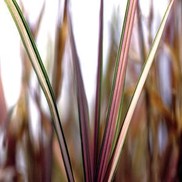 Phalaris arundinacea 'Feesey'