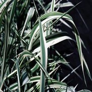 Phalaris arundinacea 'picta'