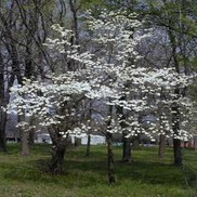 Cornus florida 'White'