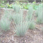 Schizachyrium scoparium 'The Blues'