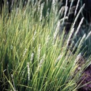 Sesleria autumnalis 'Autumn Moor Grass'