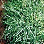 Sesleria caerulea 'Blue Moor Grass'