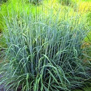 Sorghastrum nutans 'Indian Steel'