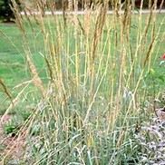 Sorghastrum nutans 'Sioux Blue'