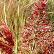 Melnis nerviglumis 'Ruby Grass'