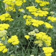 Achillea millefolium 'Moonshine'