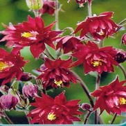 Aquilegia vulgaris 'Ruby Port'