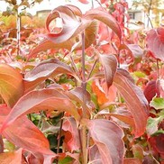 Cornus kousa 'Chinese'
