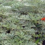 Artemesia arborascens 'Powis Castle'