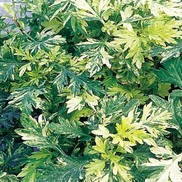 Artemesia vulgaris 'Oriental Limelight'