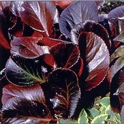 Bergenia  'Bressingham Ruby'