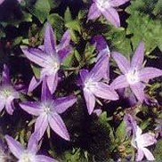 BELLFLOWER 'BLUE WATERFALL'