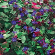Ceratostigma plumbaginoides
