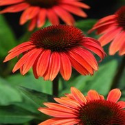 CONEFLOWER 'BIG SKY SUNSET