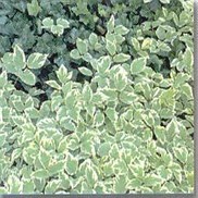 Aegopodium podagraria 'Variegata'