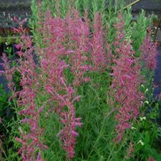 Agastache canna 'Sonoran Sunset'