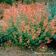 Agastache aurantiaca 'Coronado'