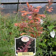 Agastache rupestris 'Sunset Hyssop'