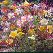Aquilegia caerulea 'Biedermeier'