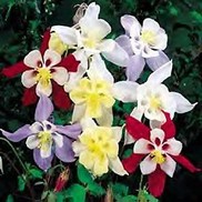COLUMBINE 'SONGBIRD' MIX