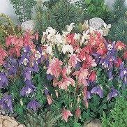 COLUMBINE ''SPRING MAGIC'