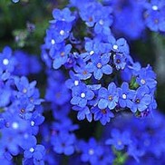 Anchusa capensis 'Blue Angel'