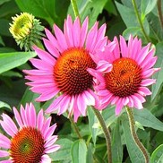 CONEFLOWER 'VINTAGE WINE'