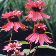 CONEFLOWER 'DOUBLE DECKER'