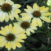 Echinacea Big Sky'™ Series 'Sunrise'