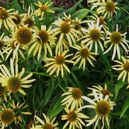 CONEFLOWER 'MANGO' MEADOWBRIGHT