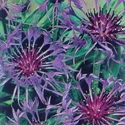 BACHELORS BUTTON 'MONTANA BLUE'